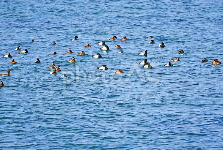 波に揺られるカモの群れ 鳥,鳥類,鴨の写真素材