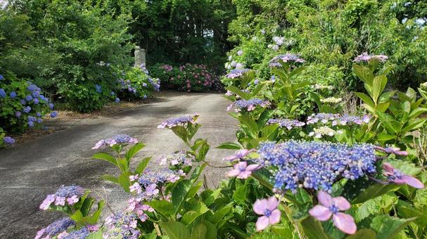 紫陽花の小路 紫陽花の小路の写真
