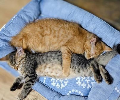 寄り添って眠る2匹の子猫 寄り添って眠る2匹の子猫 寄り添う,眠る,寝るの写真素材