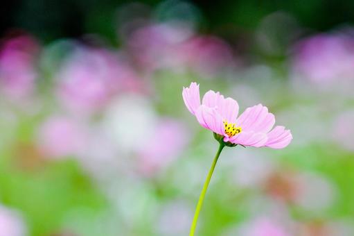 A single cosmos flower with a bokeh background, JPG