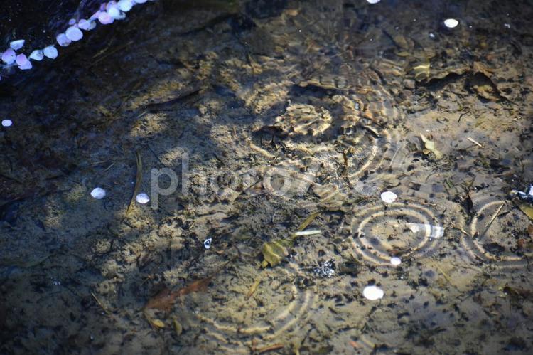 梅　水面　水　防府天満宮　山口 山口県,山口,中国地方の写真素材