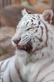 ホワイトタイガー ホワイトタイガー ホワイトタイガー,虎,動物の写真素材