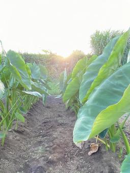 Morning in the taro field, JPG Morning in the taro field, JPG