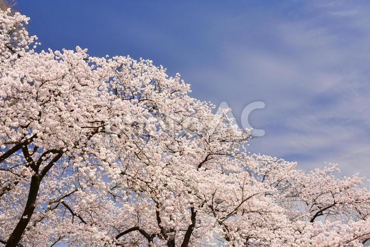 桜の木 桜,さくら,満開の写真素材
