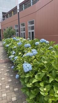 あじさい あじさい,紫陽花,花の写真素材
