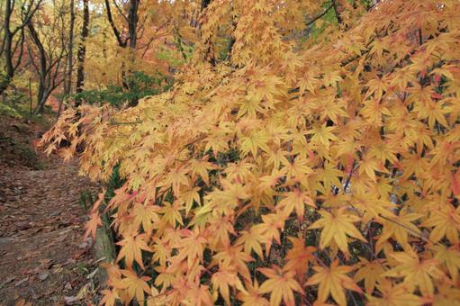 黄葉 もみじ,葉,植物の写真素材