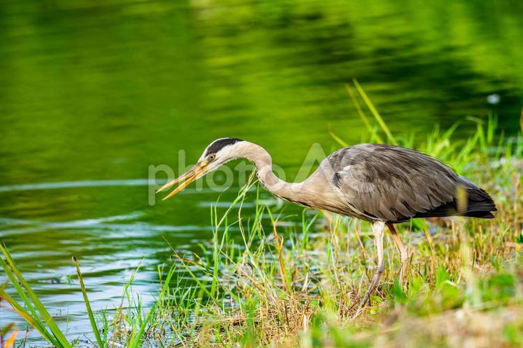 水辺のアオサギ サギ,アオサギ,野鳥の写真素材