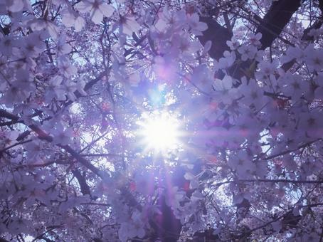 桜の花 桜,花,クローズアップの写真素材