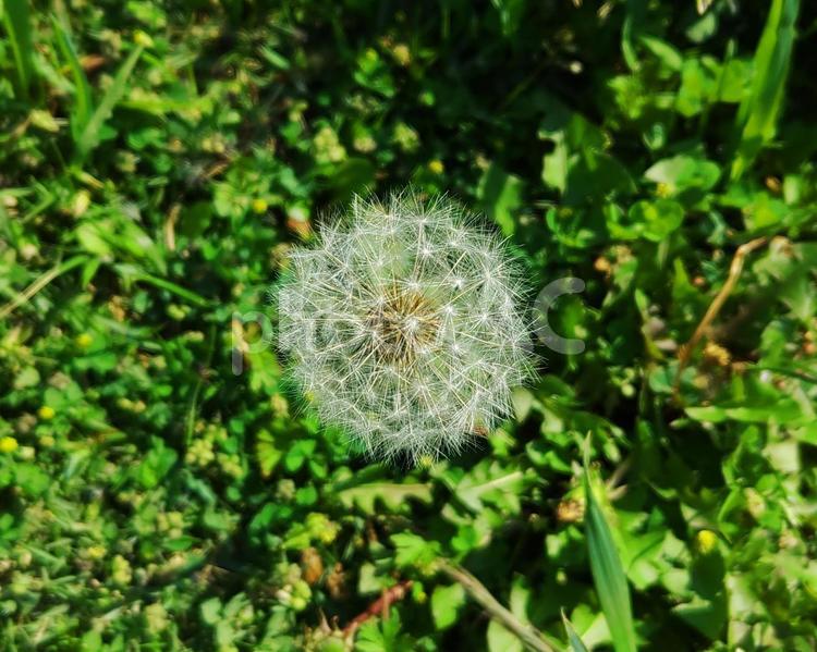 タンポポの綿毛 たんぽぽ,タンポポ,蒲公英の写真素材