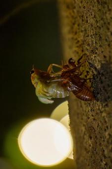 真夜中にひっそりと羽化するセミ 真夜中にひっそりと羽化するセミの写真