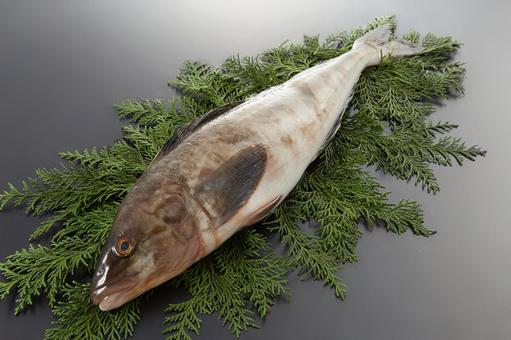 ほっけ1匹 ほっけ1匹 ほっけ,1匹,魚の写真素材