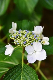 カシワバアジサイ（柏葉紫陽花） カシワバアジサイ,柏葉紫陽花,アジサイ科の写真素材