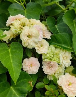 薔薇 薔薇 薔薇,バラ,ローズの写真素材