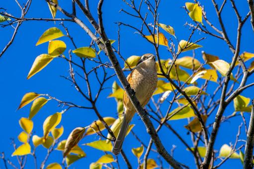 枝にとまるモズ・百舌鳥 枝にとまるモズ・百舌鳥の写真