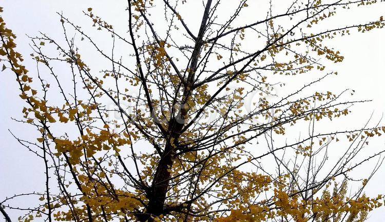 曇り空にイチョウの木　【02】 曇り空,イチョウ,木の写真素材