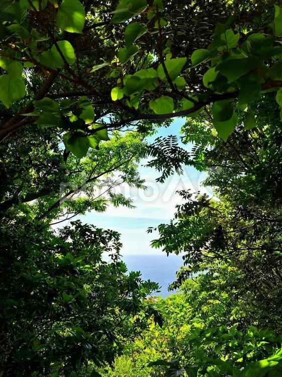 木の隙間から空と海 木,隙間,空の写真素材