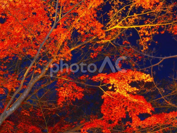 風景　ライトアップされた紅葉 01 風景,紅葉,赤の写真素材