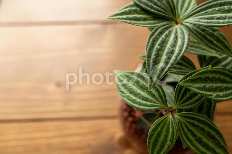 テーブルの上のペペロミア（観葉植物） ペペロミア,観葉植物,グリーンの写真素材