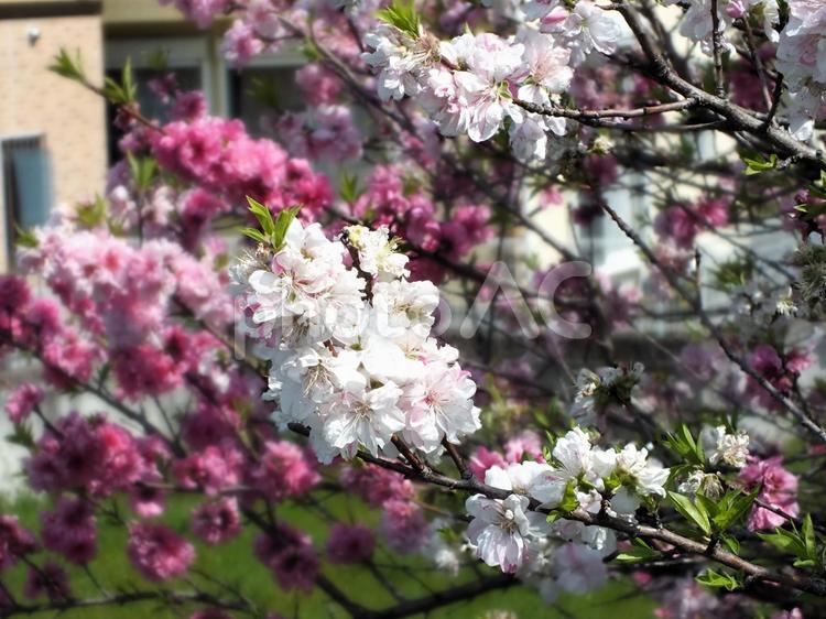 白い桃の花をクローズアップ 桃の花,桃,白い花の写真素材