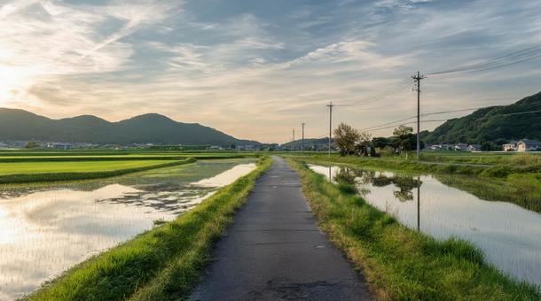 田んぼと農道の夕景風景・里山・夏の田舎 田んぼと農道の夕景風景・里山・夏の田舎の写真