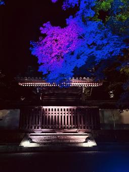 西教寺の門のライトアップ 西教寺の門のライトアップの写真