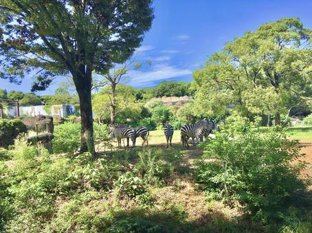 シマウマの群れ シマウマの群れの写真
