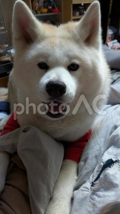 にっこり笑顔の秋田犬 犬,秋田犬,日本犬の写真素材