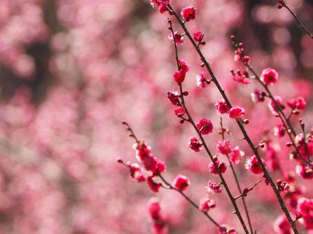 春告げ花(紅) 春告げ花(紅)の写真