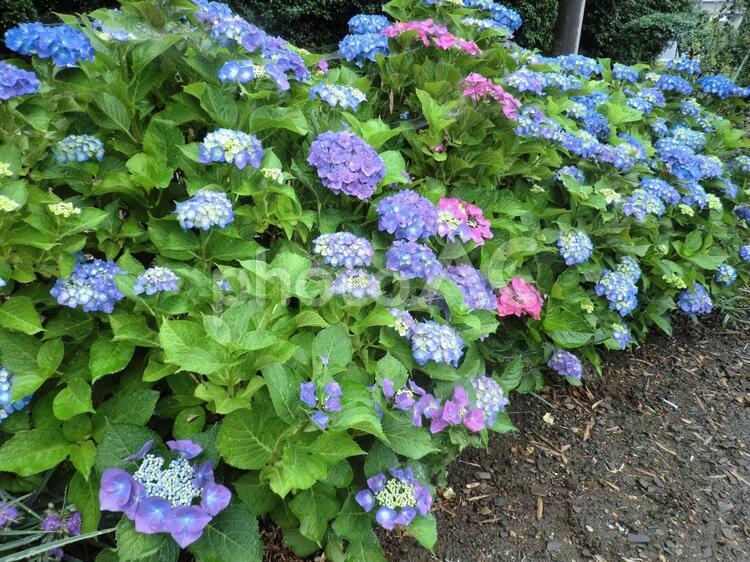 植物_紫陽花並木(あじさい) アジサイ,あじさい,紫陽花の写真素材