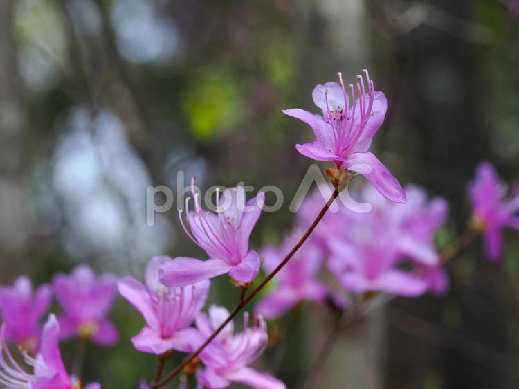 ミツバツツジのある風景 ミツバツツジ,ツツジ,花の写真素材