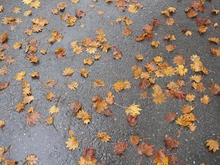 路面の落ち葉 落ち葉,紅葉,秋の写真素材