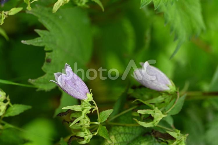 近所の小川で撮ったホタルブクロの花 紫色,自然,風景の写真素材