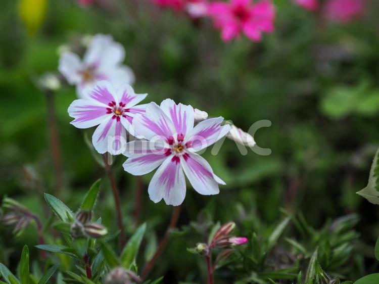 シバザクラのある風景 シバザクラ,芝桜,花の写真素材