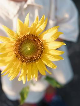ひまわり ひまわり,ヒマワリ,8月の写真素材