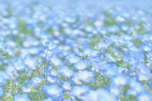 ソフトフォーカスネモフィラ瑠璃唐草の花畑 ソフトフォーカスネモフィラ瑠璃唐草の花畑 ネモフィラの花,一面,瑠璃唐草の写真素材