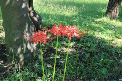 Three spider lilies, JPG Three spider lilies, JPG