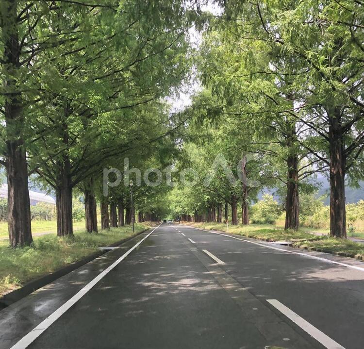 メタセコイア並木 メタセコイア並木道路,滋賀県,高島市の写真素材