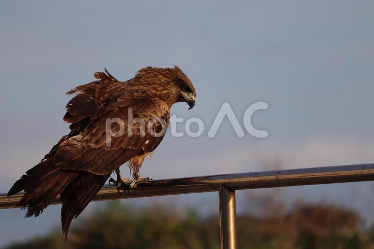 とまっているトビ トビ,とんび,鳶の写真素材