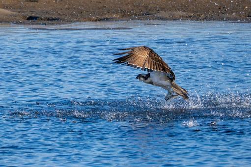 ミサゴ(95) 鳥,ミサゴ,ウオタカの写真素材
