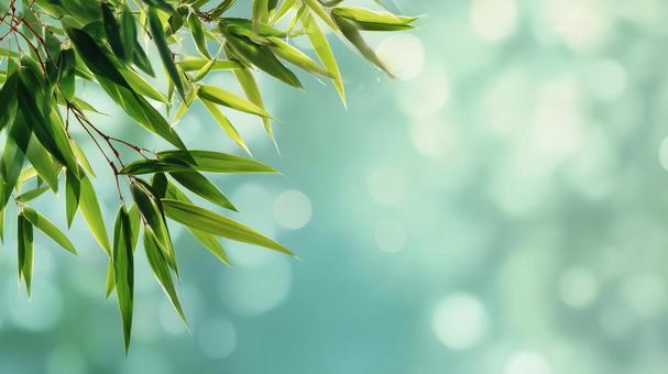 竹の葉と光の背景の写真