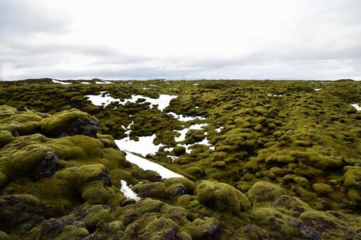 アイスランドの苔に覆われた広大な溶岩原﻿ アイスランド,苔,コケの写真素材