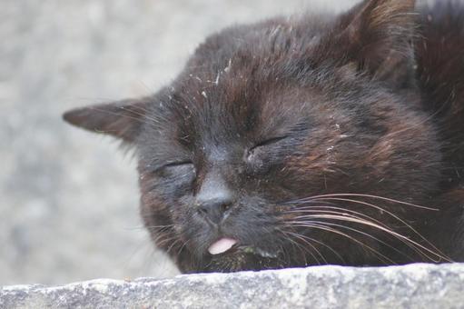 cat, JPG