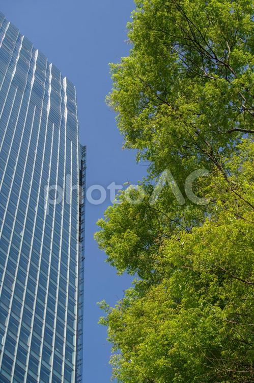 春の鮮やかな新緑と青空そして高層ビル 東京ミッドタウン,檜町公園,緑の写真素材