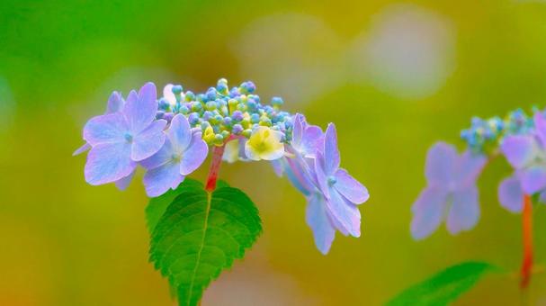 Cute hydrangea flowers-5, JPG Cute hydrangea flowers-5, JPG