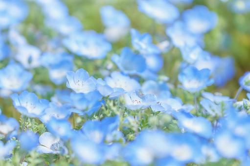 ソフトフォーカスネモフィラ瑠璃唐草の花畑 ソフトフォーカスネモフィラ瑠璃唐草の花畑 ネモフィラの花,一面,瑠璃唐草の写真素材