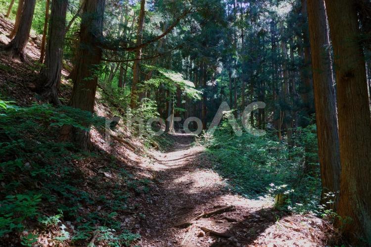 木漏れ日の登山道 山頂,山容,雪山の写真素材