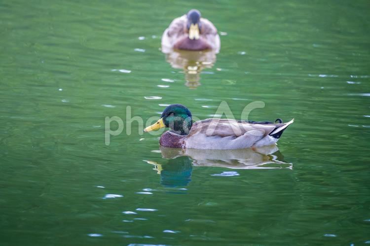 池を泳ぐマガモ マガモ,カモ,鴨の写真素材
