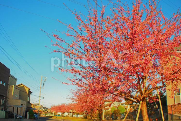 さくら咲く（河津桜） 梅,お花見,花の写真素材