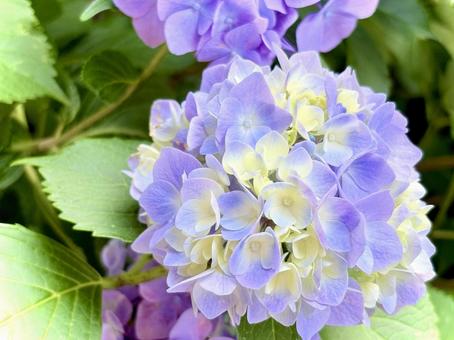 Photo, hydrangea, temari blooming, seven changes, 