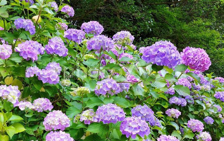 紫系のアジサイの花 アジサイ,紫陽花,梅雨の写真素材